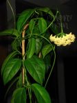 ././Photos/Plantes/Hoya_Z-sp/Mini/08CR12-IMG_3696.JPG