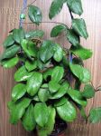 ././Photos/Plantes/Hoya_Z-sp/Mini/140713-5.jpg