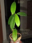 ././Photos/Plantes/Hoya_Z-sp/Mini/15DrLim-IMG_4870.jpg