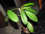 ././Photos/Plantes/Hoya_Z-sp/Mini/15DrLim-IMG_5222.jpg