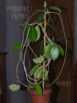 ././Photos/Plantes/Hoya_Z-sp/Mini/15H_WestTimUT036-IMG_3501.jpg