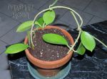 ././Photos/Plantes/Hoya_Z-sp/Mini/15WTimUT36-IMG_2643.jpg