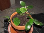 ././Photos/Plantes/Hoya_Z-sp/Mini/18Biak-IMG_8713.JPG