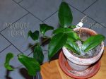 ././Photos/Plantes/Hoya_Z-sp/Mini/18Salom453-IMG_8170.jpg