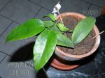 ././Photos/Plantes/Hoya_Z-sp/Mini/19Salom-IMG_4273.jpg