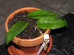 ././Photos/Plantes/Hoya_Z-sp/Mini/19Solom0453-IMG_8588.jpg