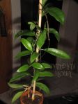 ././Photos/Plantes/Hoya_Z-sp/Mini/20-4098-IMG_2924.JPG