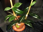 ././Photos/Plantes/Hoya_Z-sp/Mini/20-Ph3092-IMG_1201.JPG