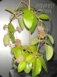 ././Photos/Plantes/Hoya_Z-sp/Mini/20AG0201-IMG_2900.jpg