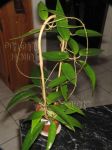 ././Photos/Plantes/Hoya_Z-sp/Mini/20AG0820-IMG_2918.JPG