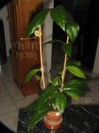 ././Photos/Plantes/Hoya_Z-sp/Mini/20AG0825-IMG_2516.JPG