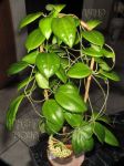 ././Photos/Plantes/Hoya_Z-sp/Mini/20AG0833-IMG_0443.jpg