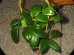 ././Photos/Plantes/Hoya_Z-sp/Mini/20AG0833-IMG_8335.JPG