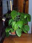 ././Photos/Plantes/Hoya_Z-sp/Mini/20AG0906-IMG_1448.jpg