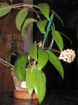 ././Photos/Plantes/Hoya_Z-sp/Mini/20AcuWMind-IMG_0372.jpg