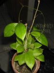 ././Photos/Plantes/Hoya_Z-sp/Mini/20CR20-IMG_1988.JPG