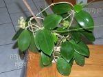 ././Photos/Plantes/Hoya_Z-sp/Mini/20ChMai-IMG_1576.jpg