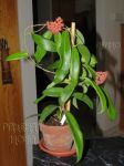 ././Photos/Plantes/Hoya_Z-sp/Mini/20DMC1622-IMG_1030.jpg