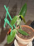 ././Photos/Plantes/Hoya_Z-sp/Mini/20FBA-IMG_0351.jpg