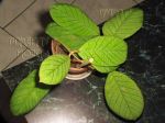 ././Photos/Plantes/Hoya_Z-sp/Mini/20GG-IMG_2359.JPG