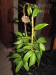 ././Photos/Plantes/Hoya_Z-sp/Mini/20GPS10073-IMG_7990a.jpg