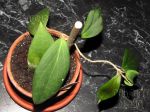 ././Photos/Plantes/Hoya_Z-sp/Mini/20MtReal-IMG_0340.jpg