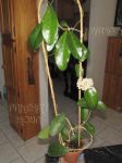 ././Photos/Plantes/Hoya_Z-sp/Mini/20NKPTBP-IMG_4467.jpg