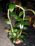 ././Photos/Plantes/Hoya_Z-sp/Mini/20Ph3092-IMG_4633a.jpg