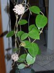 ././Photos/Plantes/Hoya_Z-sp/Mini/20RBmini-IMG_1947.jpg