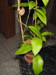 ././Photos/Plantes/Hoya_Z-sp/Mini/20SabahAG0825-IMG_2373.jpg