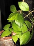 ././Photos/Plantes/Hoya_Z-sp/Mini/20SabahCR20-IMG_4895.jpg