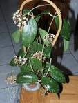 ././Photos/Plantes/Hoya_Z-sp/Mini/20SthThai-IMG_1615.jpg