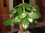 ././Photos/Plantes/Hoya_Z-sp/Mini/20SthThai-IMG_5025.jpg