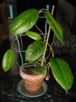 ././Photos/Plantes/Hoya_Z-sp/Mini/20Sum7021-IMG_6961.JPG