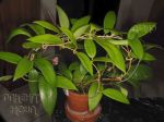 ././Photos/Plantes/Hoya_Z-sp/Mini/20SwkGPS-IMG_9698.jpg