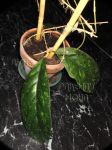 ././Photos/Plantes/Hoya_Z-sp/Mini/20TOCspD-IMG_2948.JPG