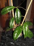 ././Photos/Plantes/Hoya_Z-sp/Mini/20TOCspD-IMG_7620a.jpg