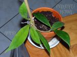 ././Photos/Plantes/Hoya_Z-sp/Mini/20palw9057-IMG_8391.jpg