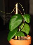 ././Photos/Plantes/Hoya_Z-sp/Mini/21LatIskSS-IMG_8727.JPG