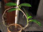 ././Photos/Plantes/Hoya_Z-sp/Mini/23SDK16-IMG_2286.JPG