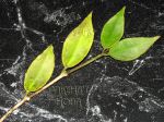 ././Photos/Plantes/Hoya_Z-sp/Mini/27AG0814-IMG_6170.jpg