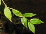 ././Photos/Plantes/Hoya_Z-sp/Mini/27AL1305-IMG_2786.jpg