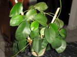 ././Photos/Plantes/Hoya_Z-sp/Mini/51AG0827-IMG_9987.jpg