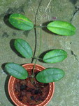 ././Photos/Plantes/Hoya_Z-sp/Mini/51TNM39-IMG_6357.jpg