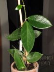 ././Photos/Plantes/Hoya_Z-sp/Mini/52ChMai-IMG_2551.JPG