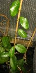 ././Photos/Plantes/Hoya_Z-sp/Mini/52NKPT-BP-IMG_6517.JPG