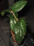 ././Photos/Plantes/Hoya_Z-sp/Mini/52SthTh-IMG_0301.JPG