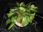 ././Photos/Plantes/Hoya_Z-sp/Mini/ETS10-IMG_1173.JPG