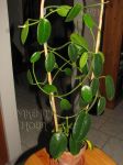 ././Photos/Plantes/Z_Eriostemma/Mini/12susL-IMG_6558.JPG