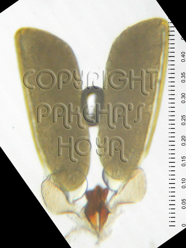 01A01-inconspB01c.jpg